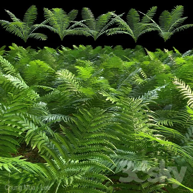 Set of ferns 3DS Max - thumbnail 3