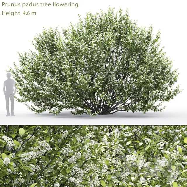 Black cherry | Prunus padus flowering # 2 (4.6m) 3DS Max - thumbnail 3