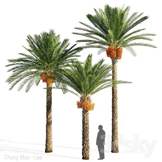 Date palm 3DS Max - thumbnail 3