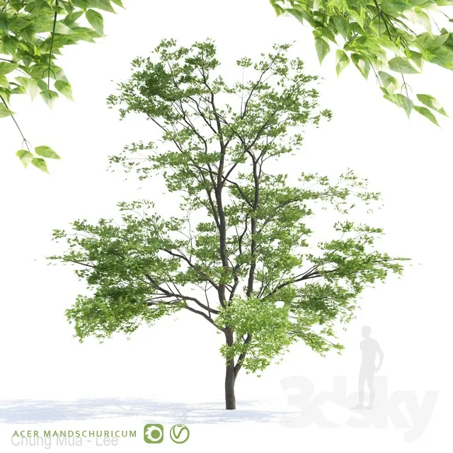 Maple tree Manchu | Acer mandschuricum v2 3DS Max - thumbnail 3