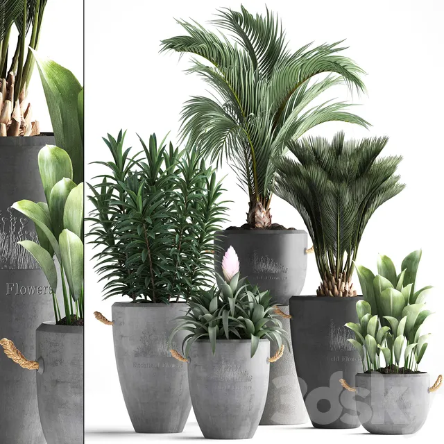 Plant Collection 379. Concrete pot ornamental palm tree bromeliad date palm oleander indoor plants outdoor bushes interior exotic 3DS Max - thumbnail 3