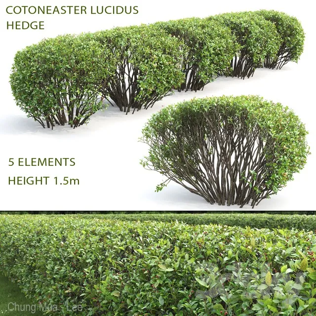 Cotoneaster lucidus hedge #2 3DS Max - thumbnail 3