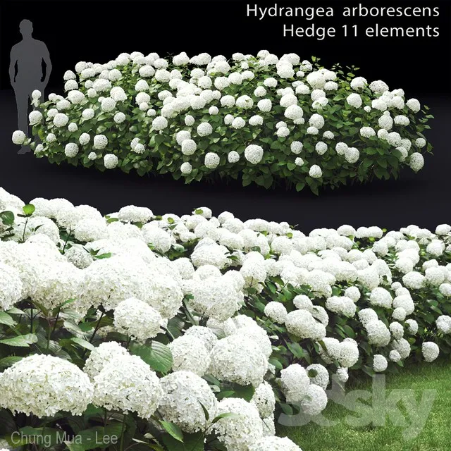 Hydrangea arborescens hedge 3DS Max - thumbnail 3