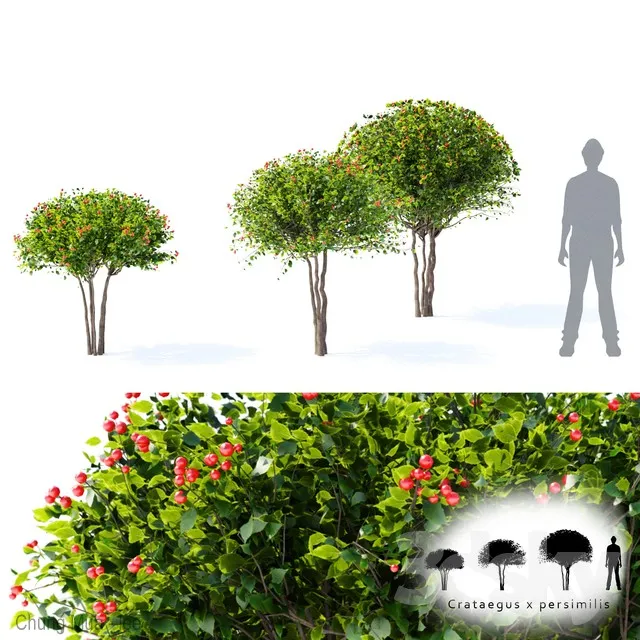 DECOR HELPER – PLANT – EXTERIOR 3D MODELS – 49