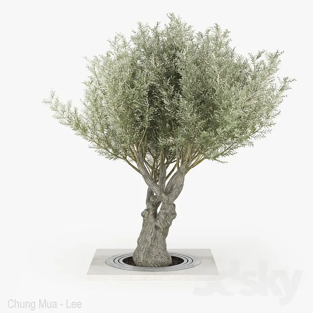 Olea europaea 02 3DS Max - thumbnail 3