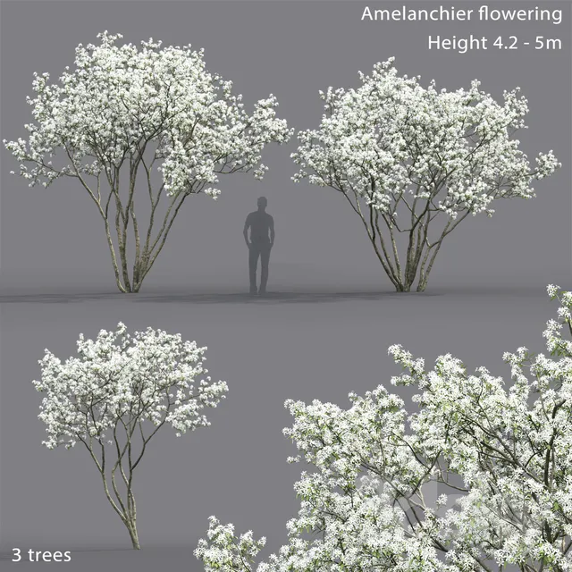 Amelanchier 3DS Max - thumbnail 3