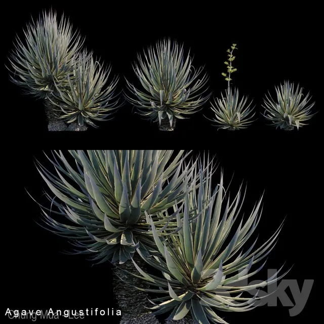 Agave Angustifolia 3DS Max - thumbnail 3