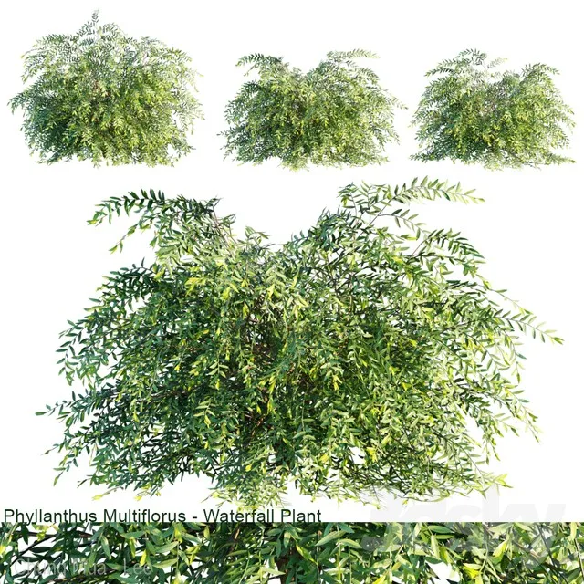 Phyllanthus Multiflorus | Waterfall plant 3DS Max - thumbnail 3