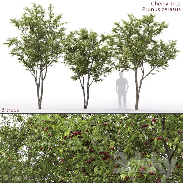 Prunus cerasus | Cherry-tree # 1 3DS Max - thumbnail 3