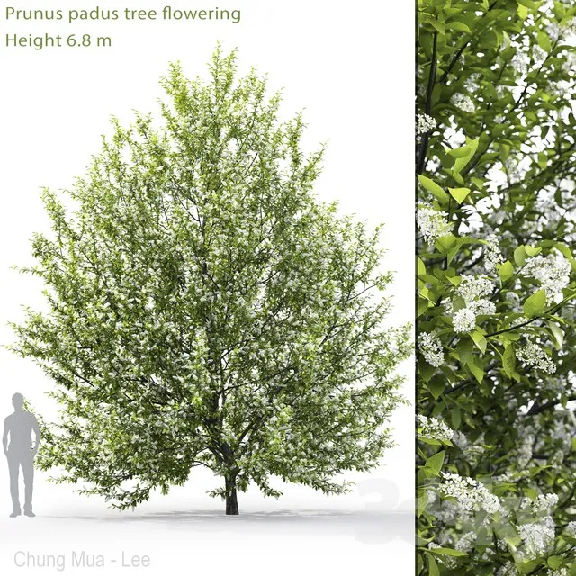 Blooming cherry tree | Prunus padus # 1 (6.8m) 3DS Max - thumbnail 3
