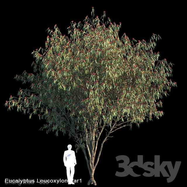 Eucalyptus Leucoxylon Var1 3DS Max - thumbnail 3