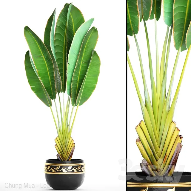 Ravenala 2. Strelitzia ravenala banana bush palm tree black pot flower flowerpot luxury decor 3DS Max - thumbnail 3