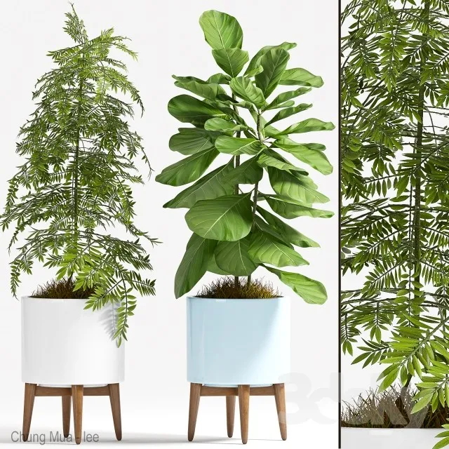 DECOR HELPER – PLANT – FLOOR 3D MODELS – 205