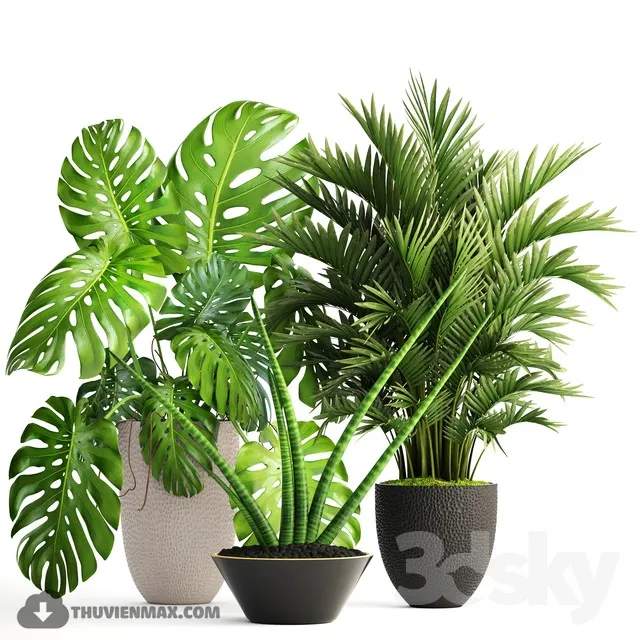 Collection of plants 124. Interior monstera hoveya ornamental palm tree areca sansevieria monstera 3DS Max - thumbnail 3