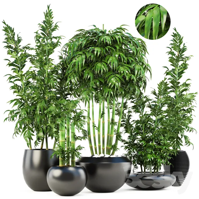 Collection of plants 131. Bamboo Trees bamboo bush black pot flowerpot indoor bamboo exotic thickets bush pebbles flowerpot 3DS Max - thumbnail 3