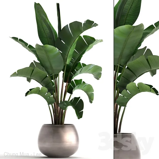 Plant collection 294. Banana pot flowerpot indoor banana strelitzia luxury strelitzia 3DS Max - thumbnail 3