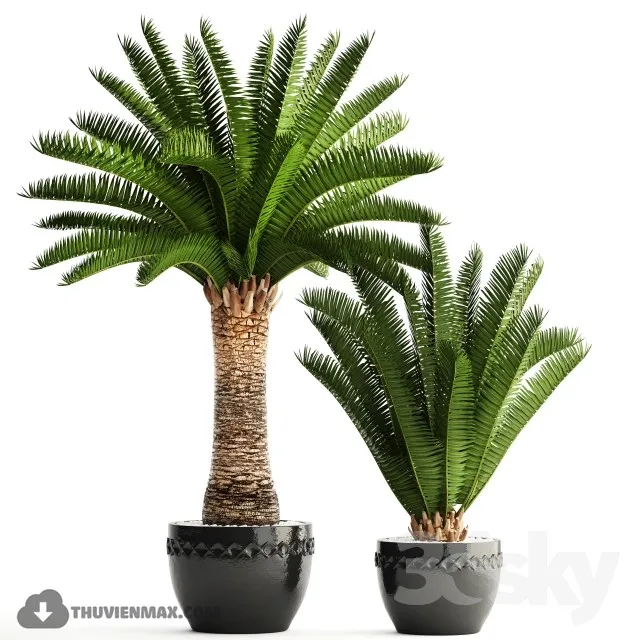 Collection of plants 69. Phoenix canariensis Canarian date Date palm outdoor pot flowerpot date 3DS Max - thumbnail 3