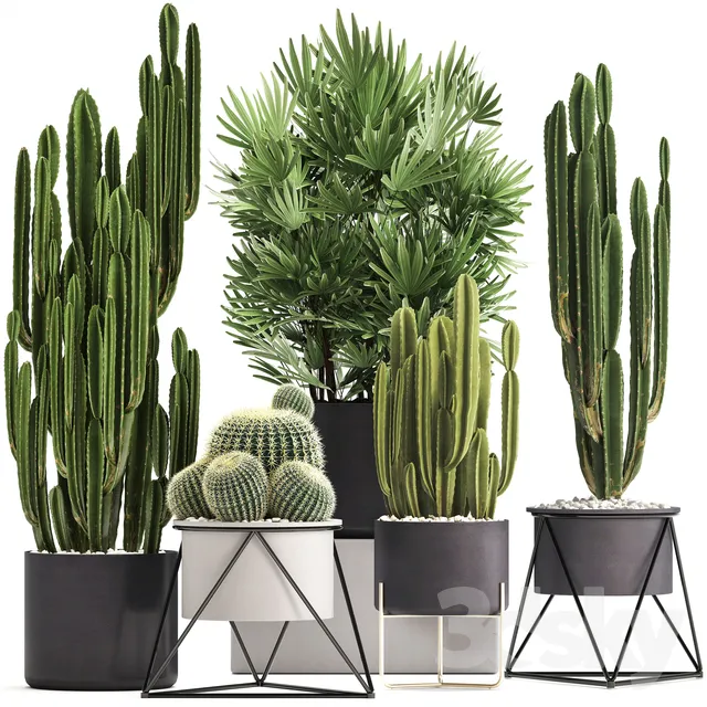 Plant collection 307. Cacti palm tree pot flowerpot Rapis Cereus Barrel cactus interior stylish ecotic Raphis Palm 3DS Max - thumbnail 3