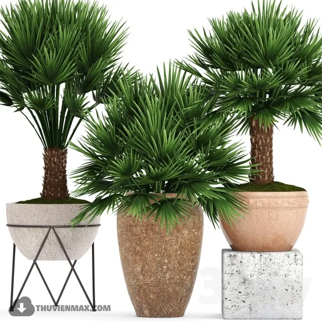 Collection of plants 70. Chamaerops Hamerops palm tree outdoor pot flowerpot concrete clinker clay decorative bush 3DS Max - thumbnail 3