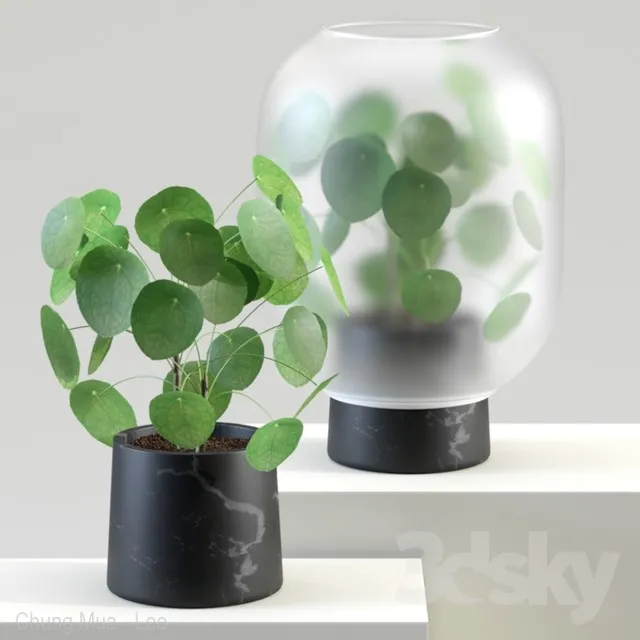 Nebl | Chinese golden tree | Pilea peperomioides 3DS Max - thumbnail 3