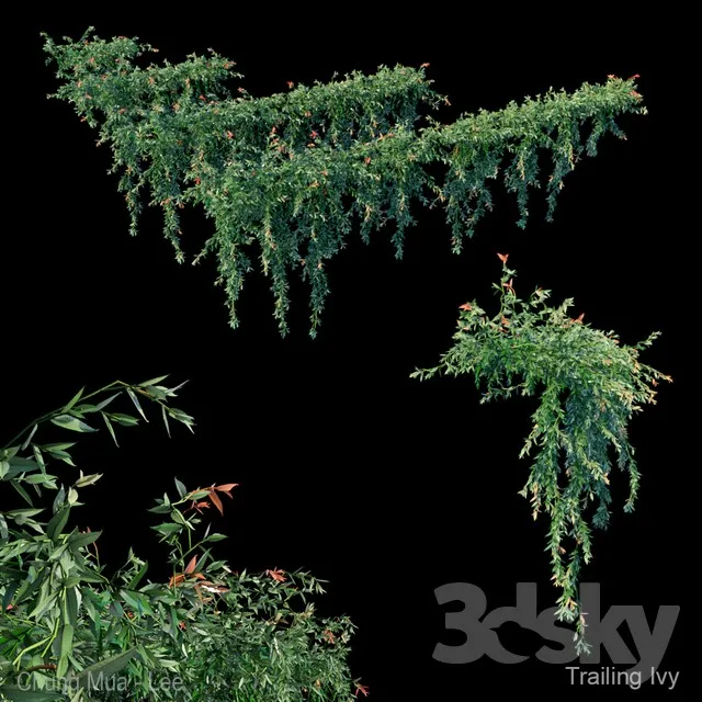Trailing ivy 3DS Max - thumbnail 3