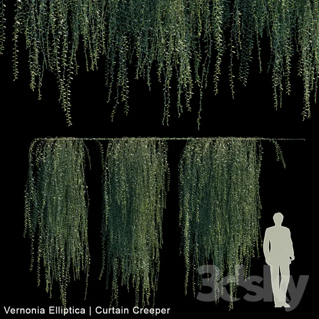 Vernonia Elliptica | Curtain Creeper V2 3DS Max - thumbnail 3