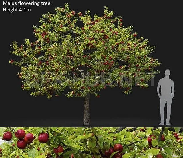 FURNITURE 3D MODELS – Malus fruit tree 02