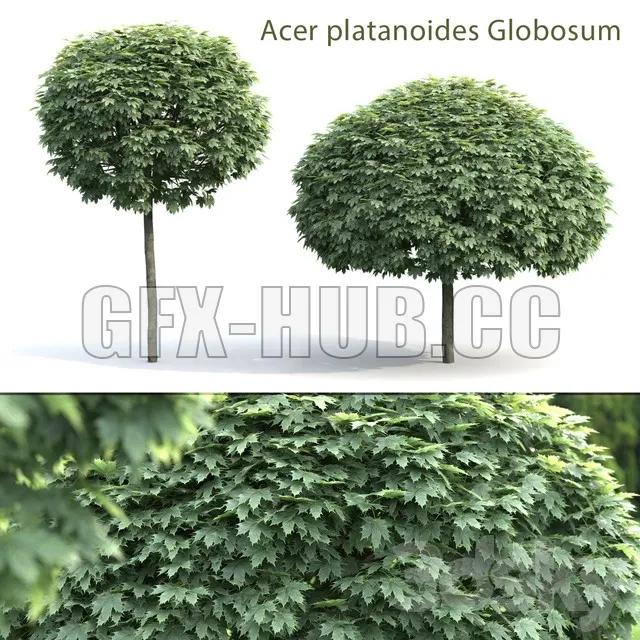 FURNITURE 3D MODELS – Maple Globozum (2 trees)