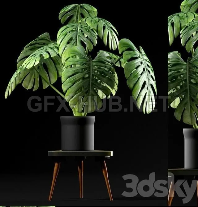 FURNITURE 3D MODELS – Monstera Plants 50