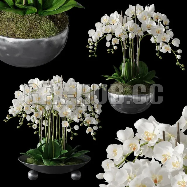 FURNITURE 3D MODELS – Orchids 1 (potted orchids with moss)