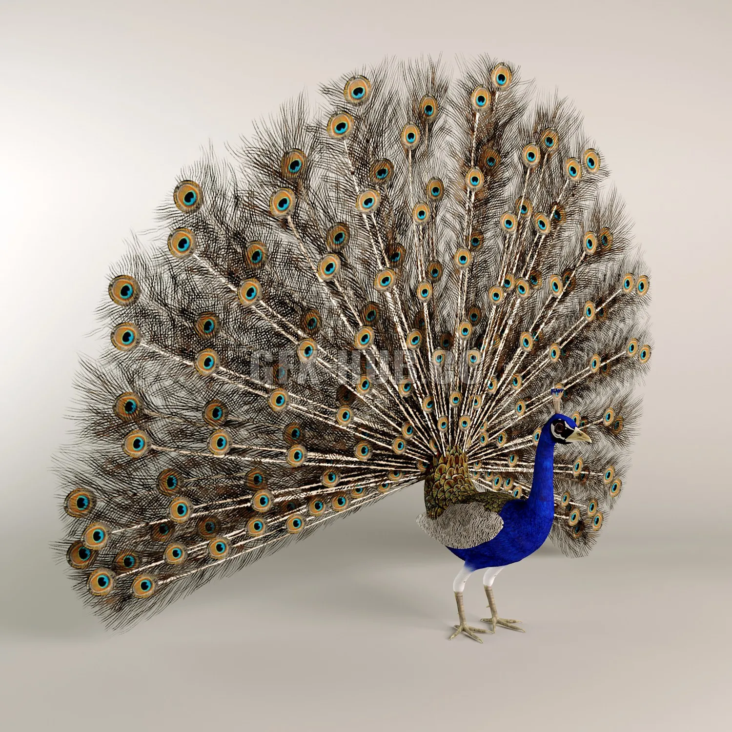 FURNITURE 3D MODELS – Peacock with open tail