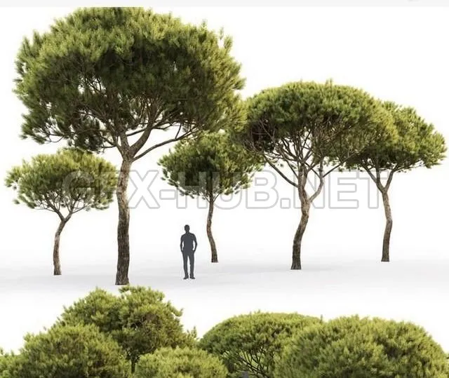 FURNITURE 3D MODELS – Pine Italian Pinea Pinus Pinea # 4 (4.8-9.2m)