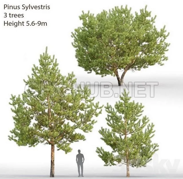 FURNITURE 3D MODELS – Pinus Sylvestris # 28 (5.6-9m)