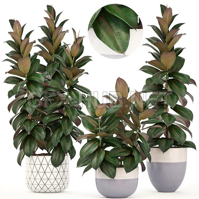FURNITURE 3D MODELS – Plant collection 204. Ficus elastica