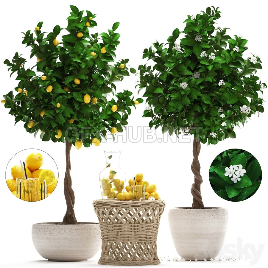 FURNITURE 3D MODELS – Plant Collection 265. Citrus limon