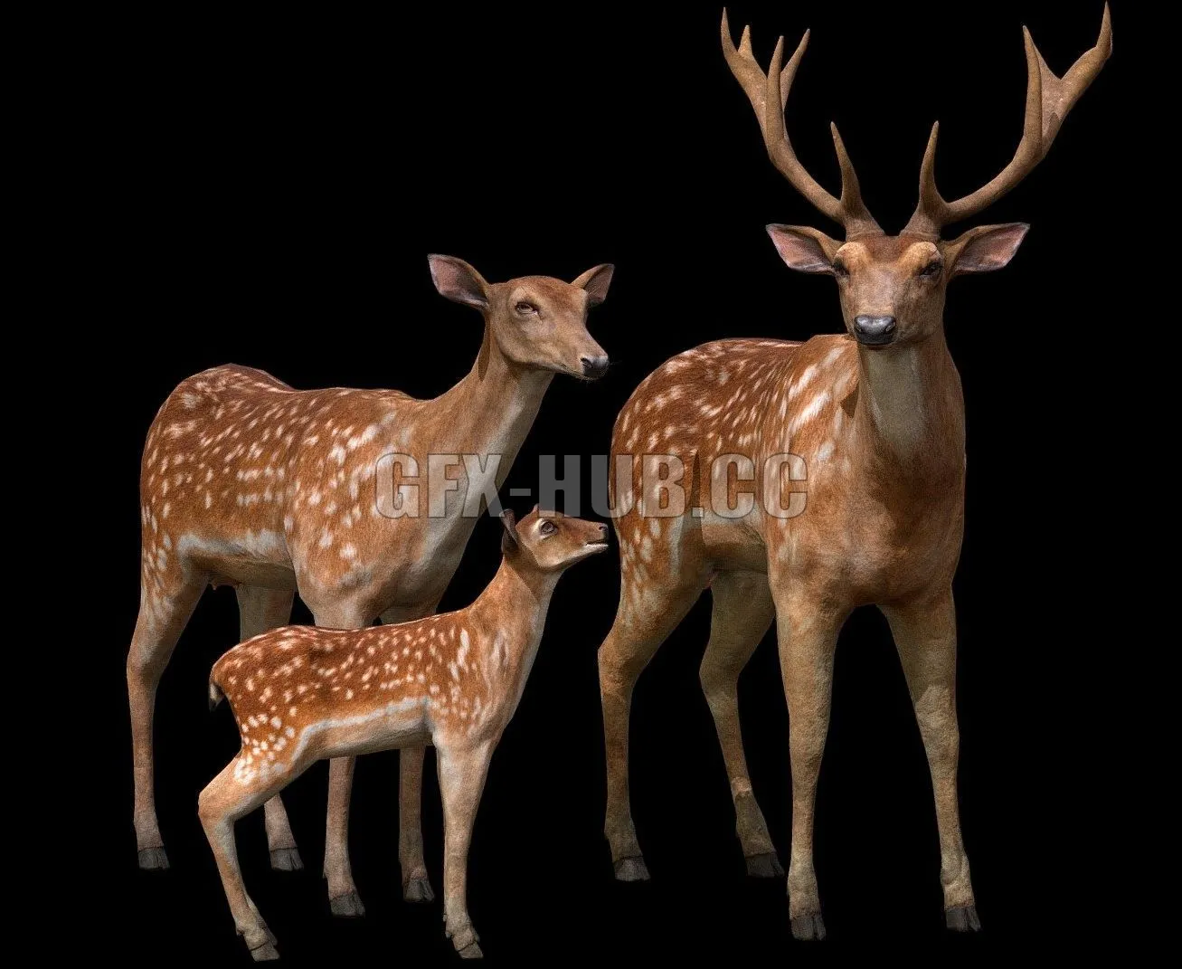 PBR Game 3D Model – Deer Family