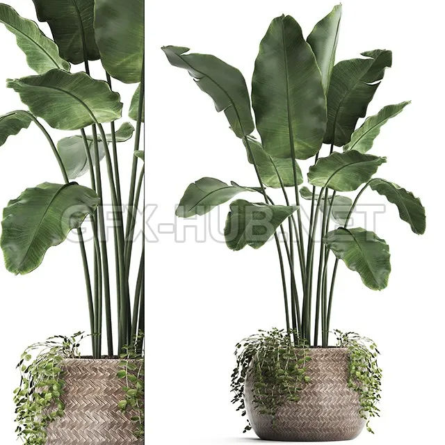 FURNITURE 3D MODELS – Plant Collection 412 Banana