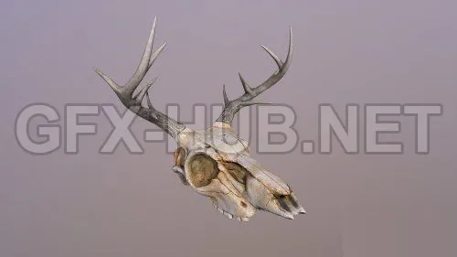 PBR Game 3D Model – Deer Skull