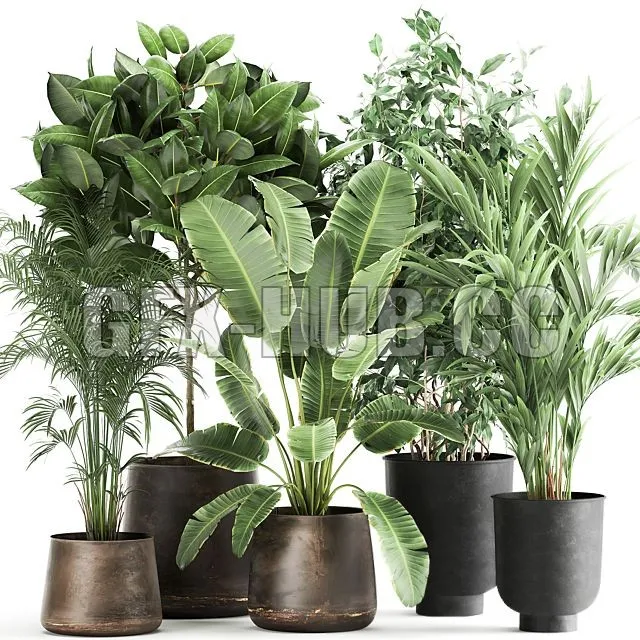 FURNITURE 3D MODELS – Plant collection 978 (strelitzia, ravenala, palm)