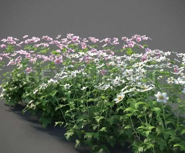 FURNITURE 3D MODELS – Plants Anemone Hybrida