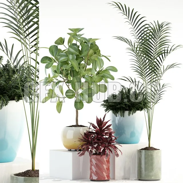 FURNITURE 3D MODELS – Plants Collection 92 (ficus, dracaena, palm)