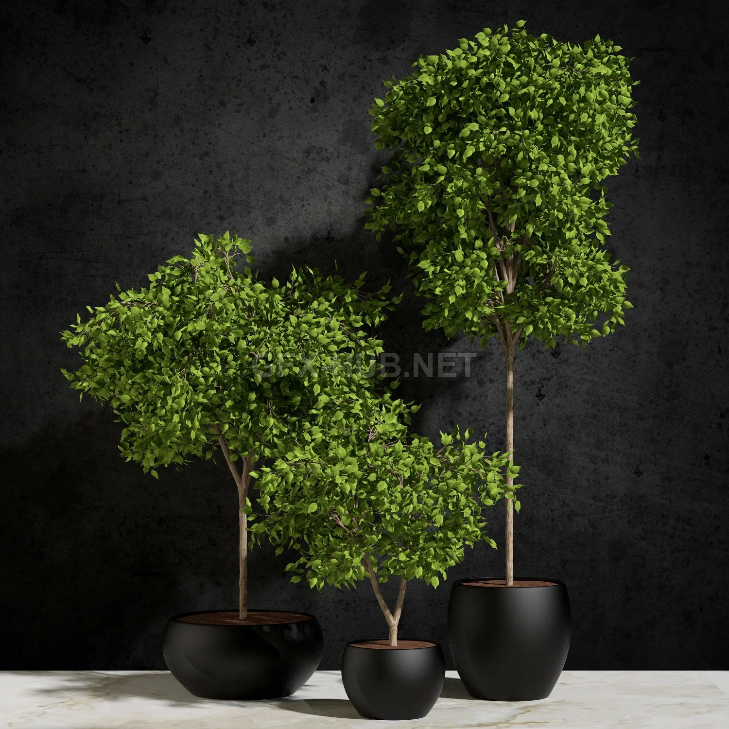 FURNITURE 3D MODELS – Plants Ficus Benjamin