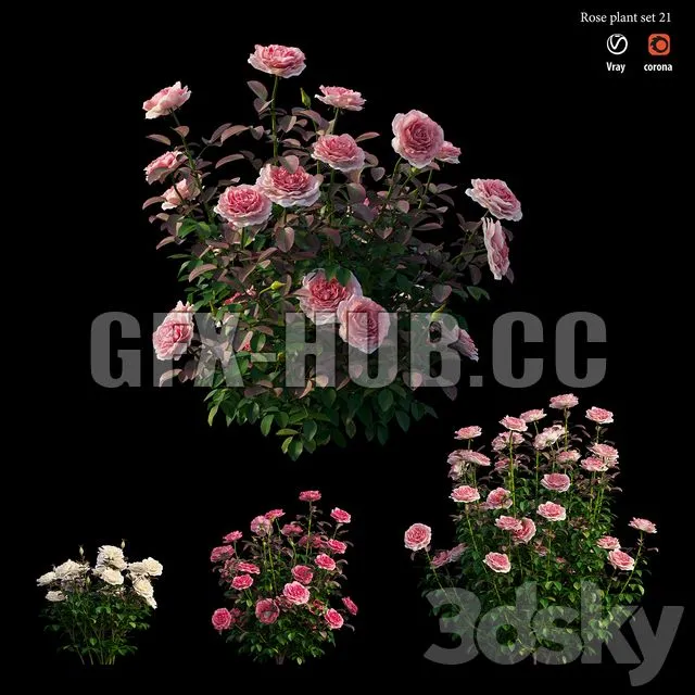 FURNITURE 3D MODELS – Rose plant set 21 (3 flower bush)
