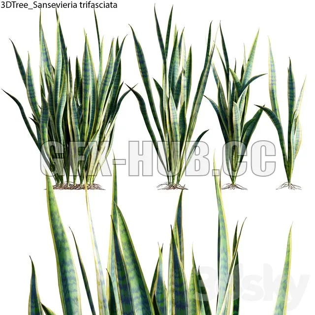 FURNITURE 3D MODELS – Sansevieria trifasciata plant