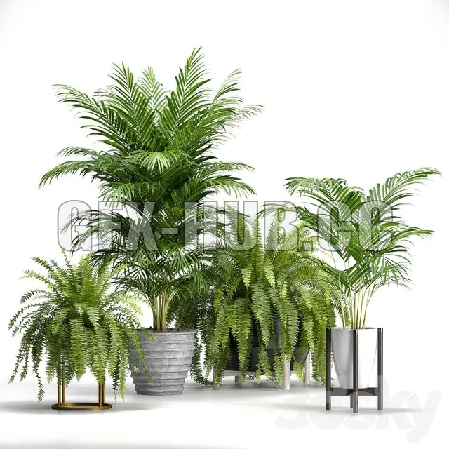 FURNITURE 3D MODELS – Set of Plants No 3 – Fern and Areca