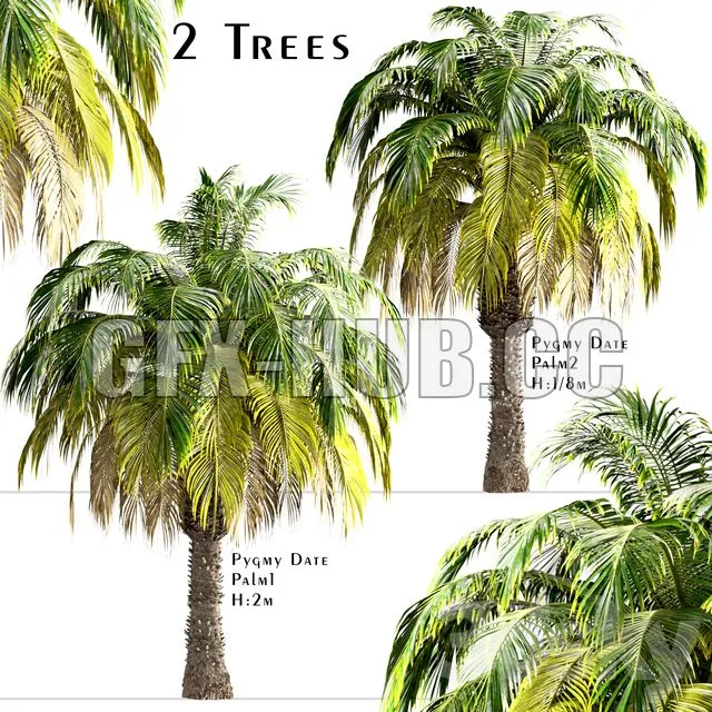 FURNITURE 3D MODELS – Set of Pygmy Date Palm Trees
