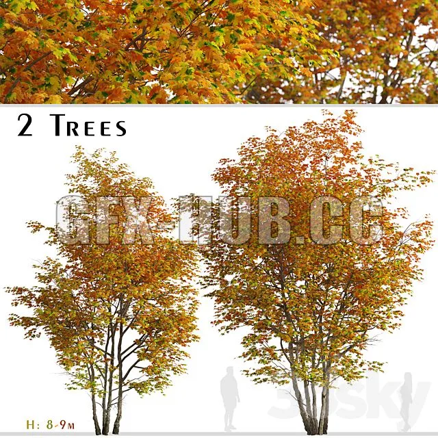 FURNITURE 3D MODELS – Set of Silver Maple Tree