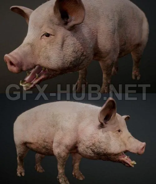 PBR Game 3D Model – Dirty Pig PBR