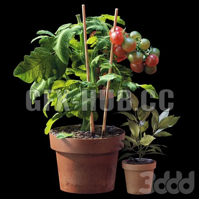 FURNITURE 3D MODELS – Tomato and Rosemary plant