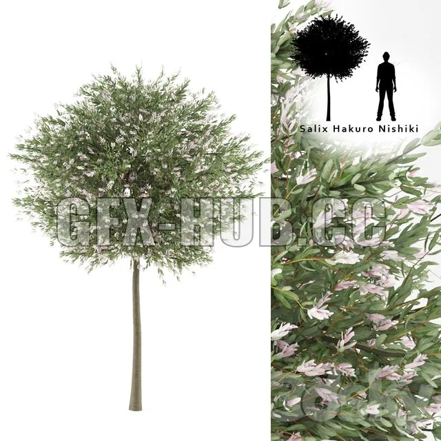 FURNITURE 3D MODELS – Willow Whole Leafed Tree